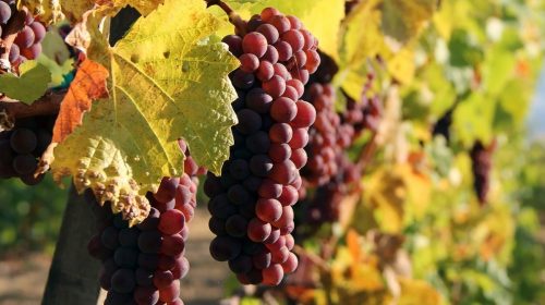 Consorzio Vini Venezia Pinot Grigio 2022 verso lo stoccaggio