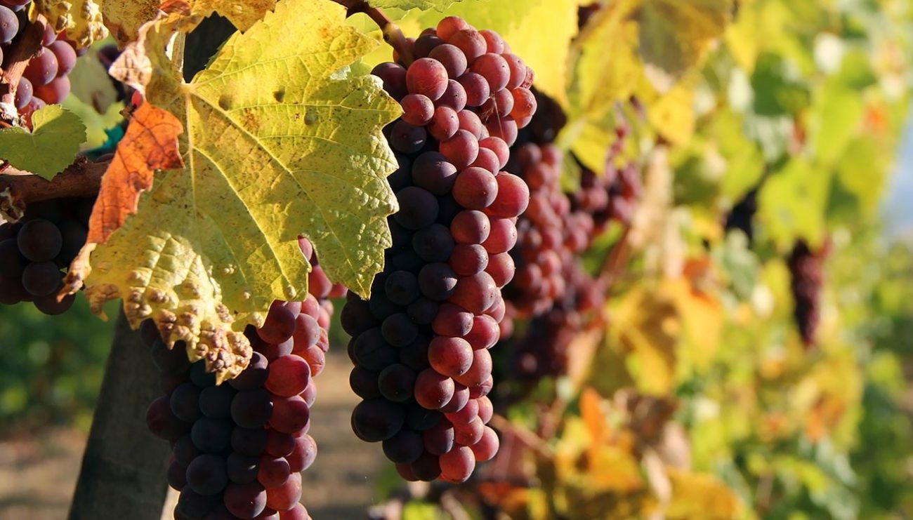 Consorzio Vini Venezia Pinot Grigio 2022 verso lo stoccaggio 