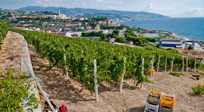 Vite in Riviera i grandi vini Ponente Ligure Scorte finite settembre migliori vini liguria autoctono Pigato vermentino quantita non bastano richieste buyer in Italia ed estero