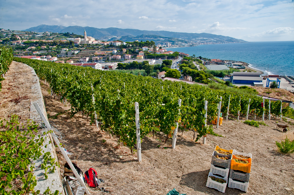 Vite in Riviera, i grandi vini del Ponente Ligure Scorte finite a settembre migliori vini liguria autoctono Pigato ormai esploso, ma quantità non bastano ad accontentare le richieste dei buyer, in Italia ed estero