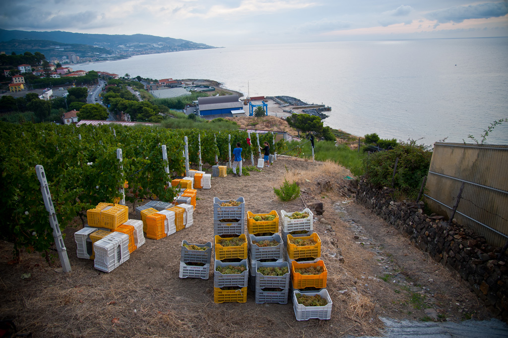 Vite in Riviera, i grandi vini del Ponente Ligure