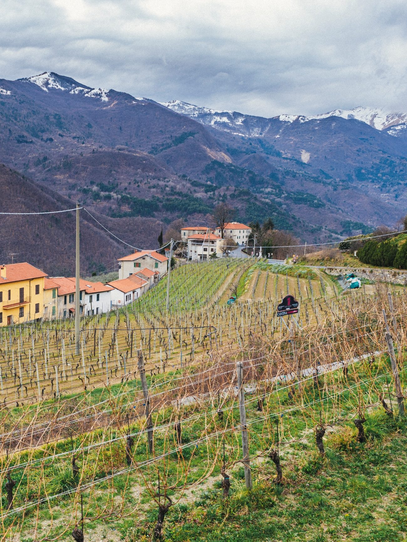 Massimo Enrico presidente rete Vite in Riviera, i grandi vini del Ponente Ligure