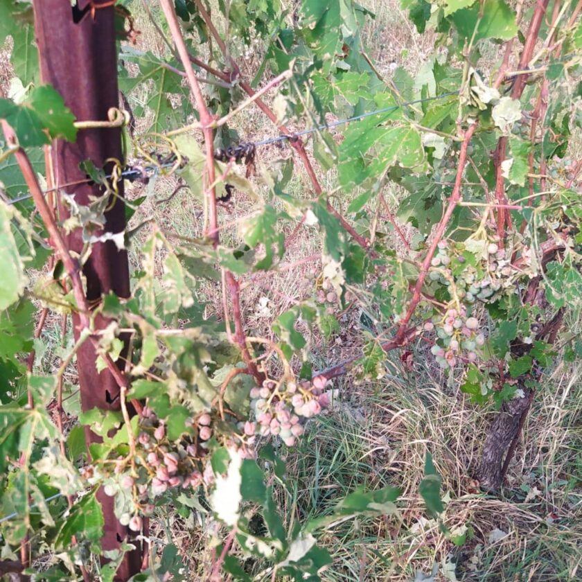 Maltempo vigneti e campi distrutti nel Lazio e in Campania Puglia e Sicilia