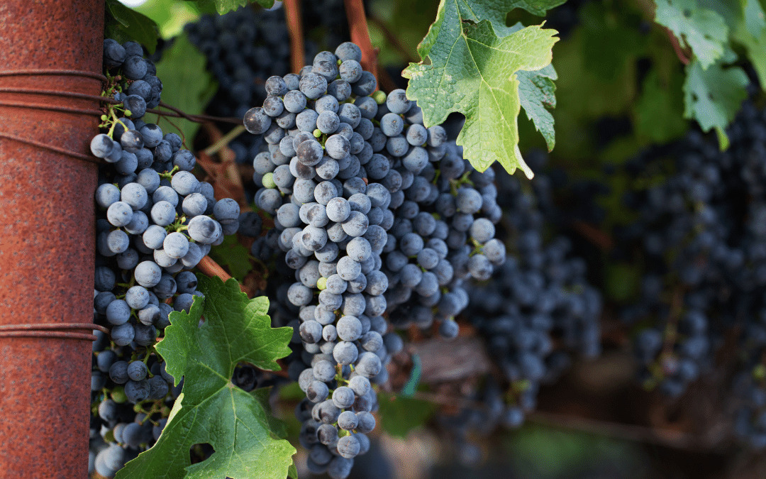 Sapresti rispondere alle domande per diventare Master of Wine nel 2022 Sapresti rispondere alle domande per diventare Master of Wine nel 2022