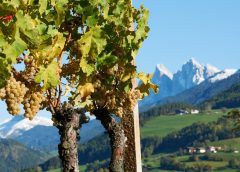 migliori Kerner Alto Adige crescono ettari e popolarità. Degustazione di 26 etichette del Consorzio. Tanta Valle Isarco da scoprire