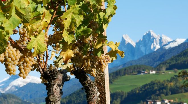 migliori Kerner Alto Adige crescono ettari e popolarita. Degustazione di 26 etichette del Consorzio. Tanta Valle Isarco da scoprire 1 1