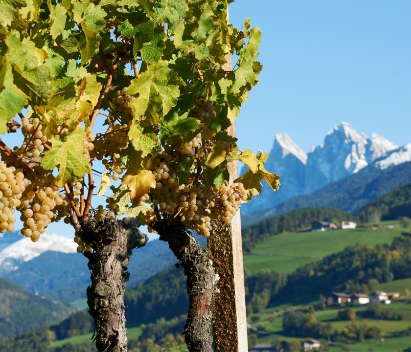migliori Kerner Alto Adige crescono ettari e popolarita. Degustazione di 26 etichette del Consorzio. Tanta Valle Isarco da scoprire 1 1