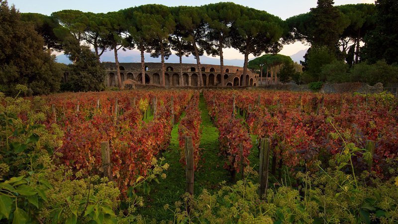 Scavi di Pompei, vigneti abbandonati da 9 mesi. Il nuovo gestore deve produrre vino naturale