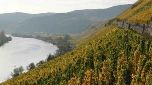 migliori vini da viticoltura eroica al via domani il Mondial des Vins Extrêmes del Cervim distillati Extrêmes Spirits International Contest