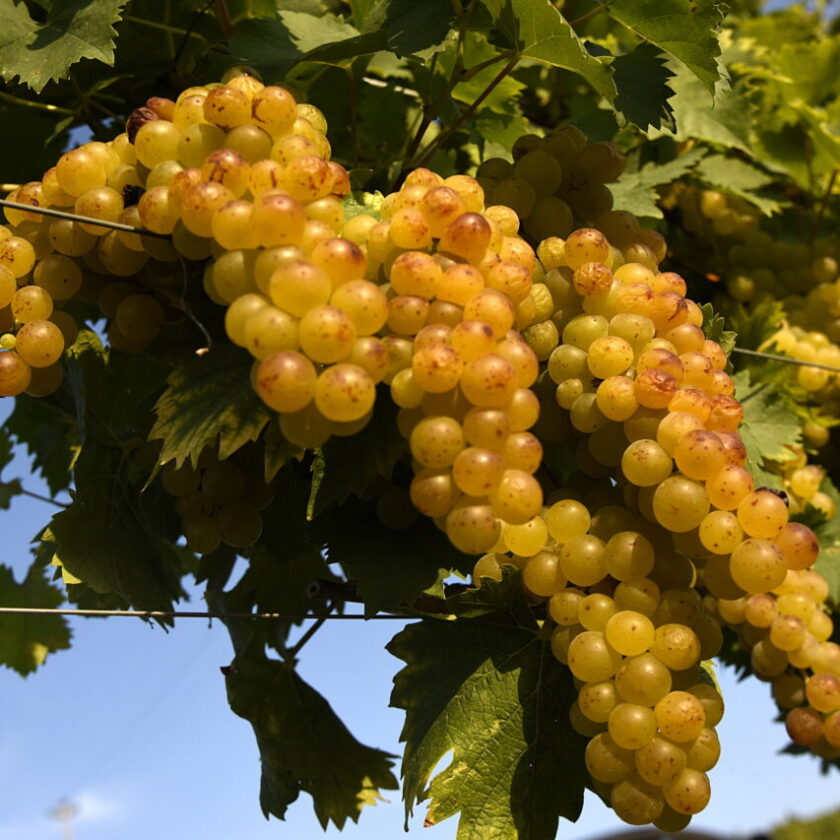 Asti Docg verso laumento della superficie vitata 300 ettari per 3 milioni di bottiglie