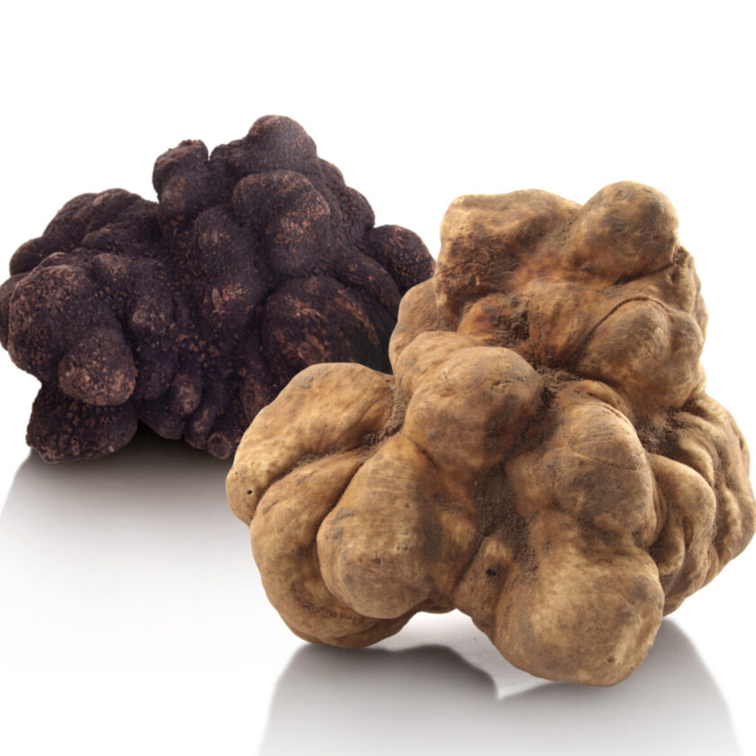 Quando cresce il tartufo bianco nero La risposta degli esperti