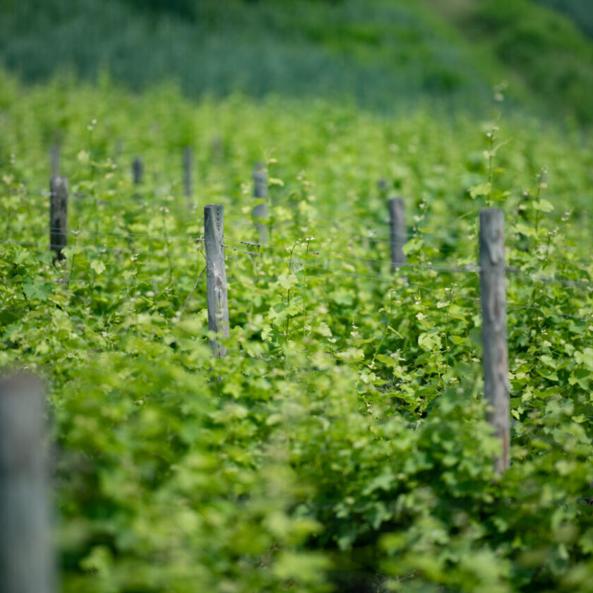 Vendemmia 2022 nel Collio ottima con punte di eccellenza