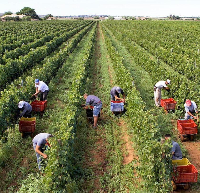 Verso il Parco del Cerasuolo di Vittoria investimento da 500 mila euro