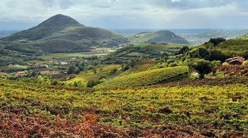 Colli Euganei come Asolo del Prosecco Doc Zanette conferma Trattative aperte tra Consorzi
