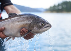 Il miglior salmone del mondo sbarca da Carrefour è il salmone reale