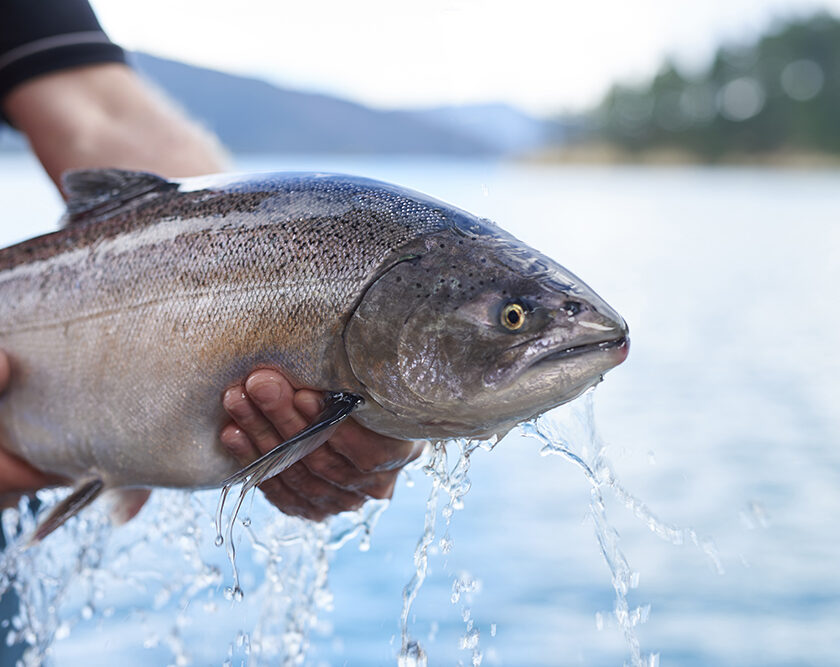 Il miglior salmone del mondo sbarca da Carrefour è il salmone reale