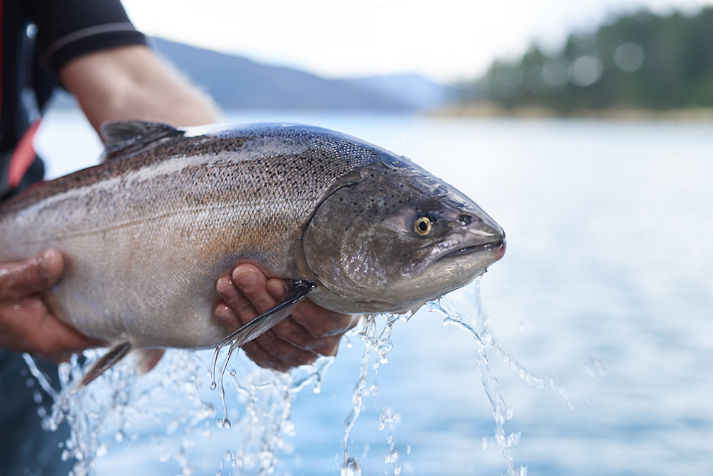 Il miglior salmone del mondo sbarca da Carrefour: è il Salmone Reale