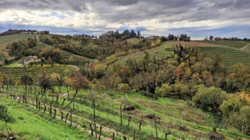 Nasce il portale Enjoy Prepotto emozioni di confine tra i Colli Orientali del Friuli terra dello schioppettino di prepotto e di cialla