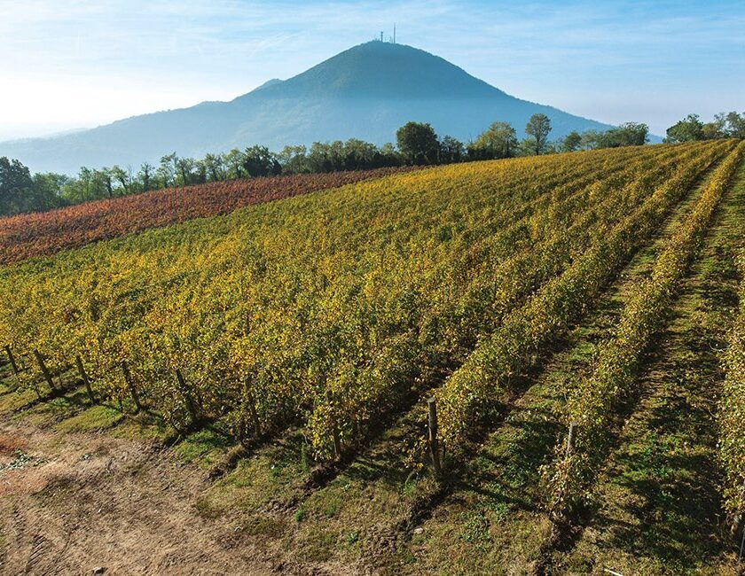 Polveriera Colli Euganei otto cantine escono dal Consorzio Vini blocco impianti Serprino Doc Prosecco pensa sottozona