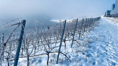 Così il Consorzio Vitires farà la storia dei vitigni resistenti Piwi italiani in emilia romagna
