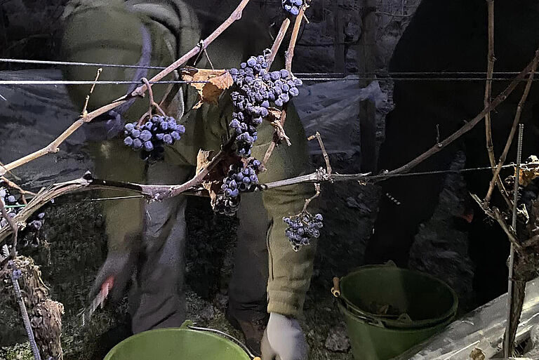 annata 202 Icewine tedeschi germania tra le (poche) uve per i vini di ghiaccio spuntano Piwi Souvignier Gris Cabernet Blanc e il primo icewine Johanniter