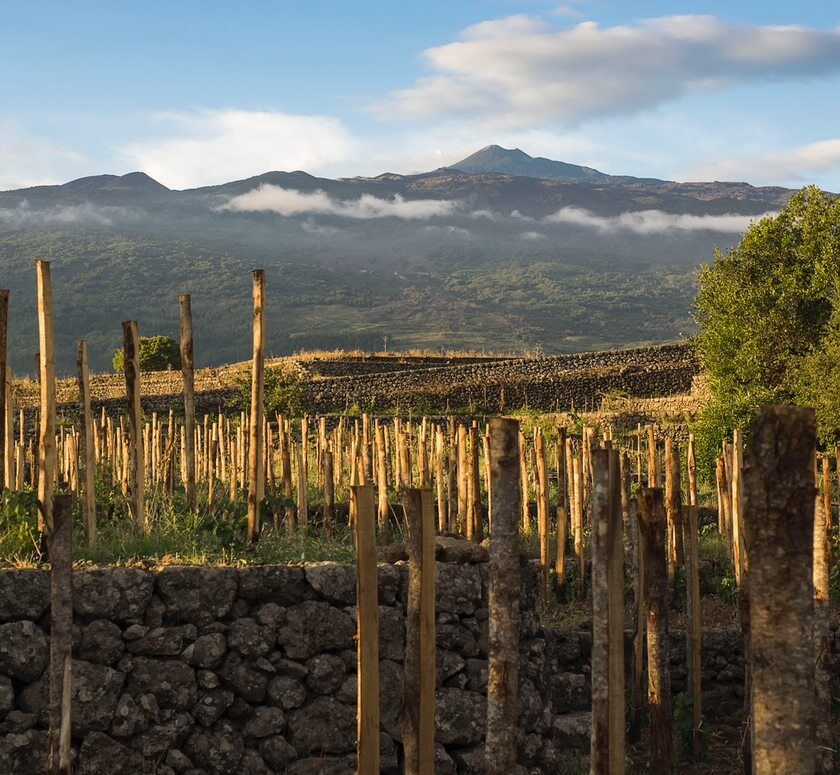Etna Doc crescita record nel 2022 spinta anche Etna Doc Superiore di Milo