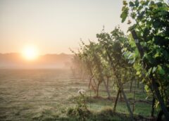Regno Unito nuova patria dello Chardonnay entro il 2050