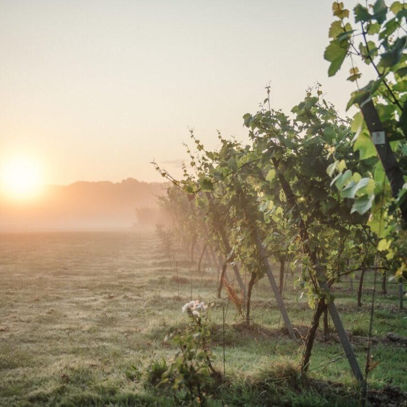 Regno Unito nuova patria dello Chardonnay entro il 2050