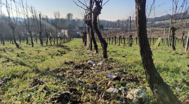 Black Chalk Vineyard Winery Fullerton Rd Andover SP11 7JX 2