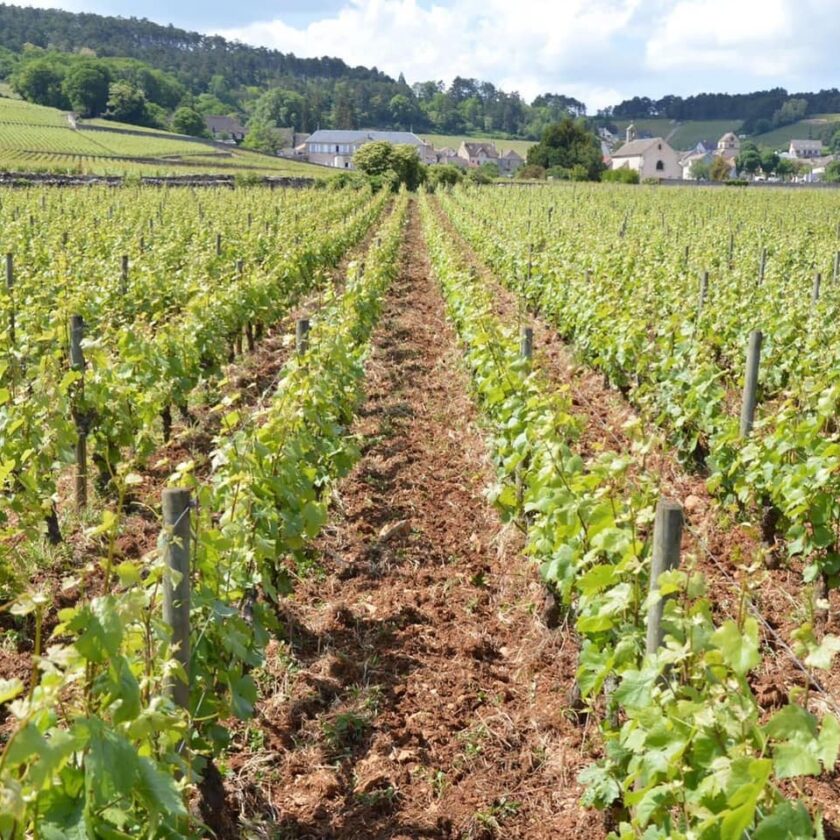 Borgogna stop agli erbicidi per i Volnay Premier Cru