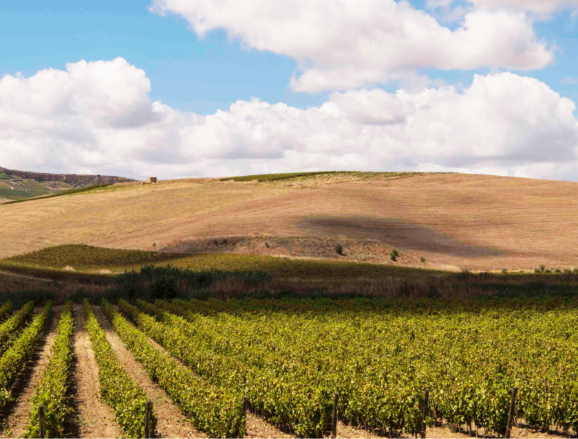 Nuovo Cda Consorzio Vini Sicilia Antonio Rallo verso conferma presidente