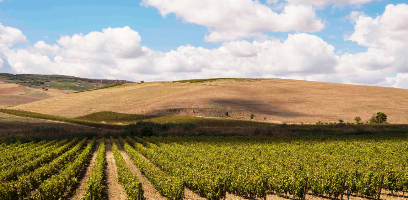 Nuovo Cda Consorzio Vini Sicilia Antonio Rallo verso conferma presidente