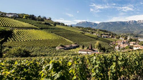 Vendemmia 2022 in Alto Adige «Niente di meno che un'annata storica»