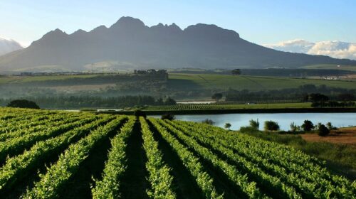 Vendemmia 2023 Sudafrica condizionata da crisi energetica: «Poca uva per grandi vini»