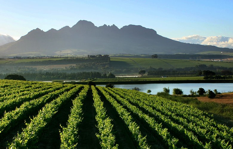 Vendemmia 2023 Sudafrica condizionata da crisi energetica: «Poca uva per grandi vini»