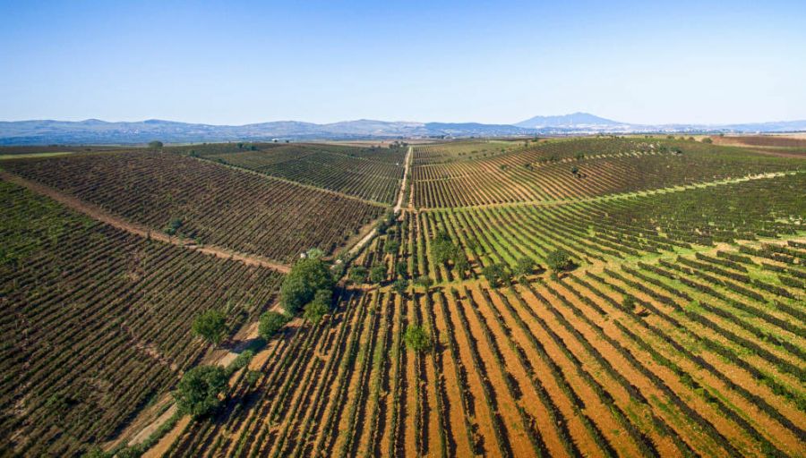 Emergenza siccità, Città del Vino «Piwi e micro invasi per il futuro della viticoltura»