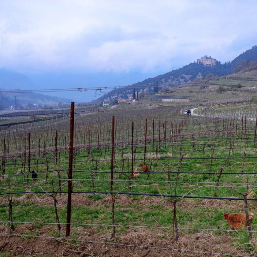 Il vigneto Italia vale 56 miliardi di euro analisi Osservatorio Uiv Vinitaly valori 674 mila ettari