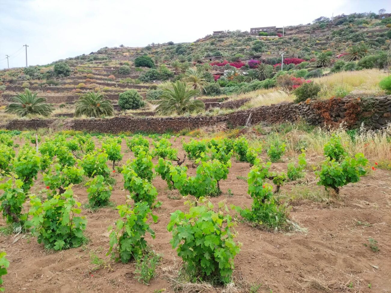 Altro che «sicilianizzazione» crescono le bottiglie di Zibibbo a Pantelleria convegno attacco doc sicilia consorzio