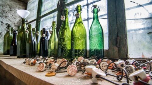 Nuova vita per la birra in Valchiavenna: a Piuro un campo sperimentale per il luppolo