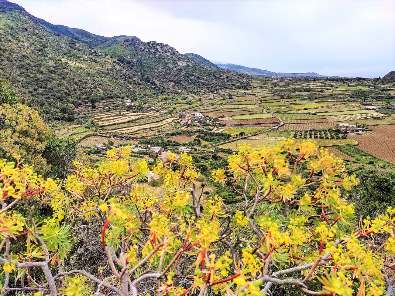 Pantelleria, lo Zibibbo, un sindaco 5 Stelle e gli esperti mondiali di Consorzi e Denominazioni pantelleriaèzibibbo