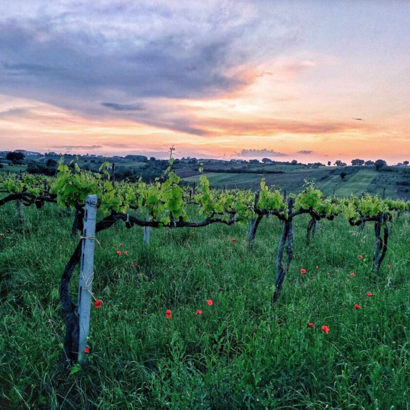 Campi Taurasini volto funky Aglianico d Irpinia esce dall ombra del Taurasi migliori da non perdere
