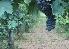Casavecchia & Pallagrello Wine Festival 2023 tre giorni per i due vitigni autoctoni di Caserta