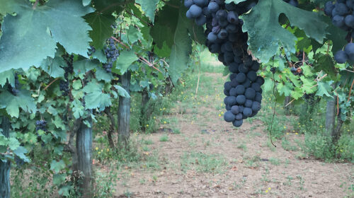 Casavecchia & Pallagrello Wine Festival 2023 tre giorni per i due vitigni autoctoni di Caserta