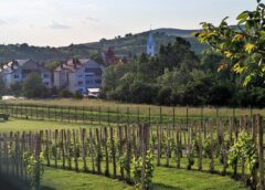 La nuova Transilvania, ultima frontiera dei vini rossi della Romania paesaggi mozzafiato eleganza Fetească neagră Pinot Nero enoturismo