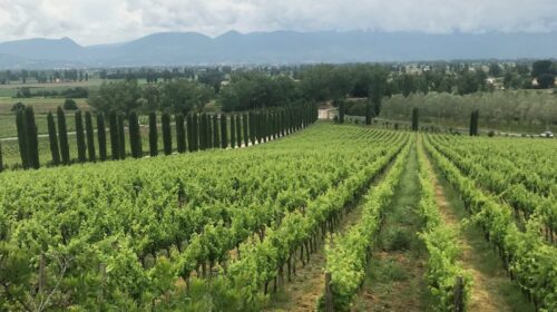 I vini del territorio di Montefalco. Dai bianchi Trebbiano Spoletino ai rossi come il Sagrantino di Montefalco e il Sangiovese