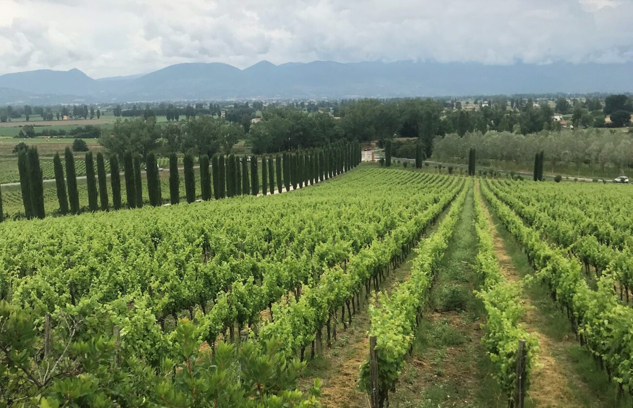 I vini del territorio di Montefalco. Dai bianchi Trebbiano Spoletino ai rossi come il Sagrantino di Montefalco e il Sangiovese