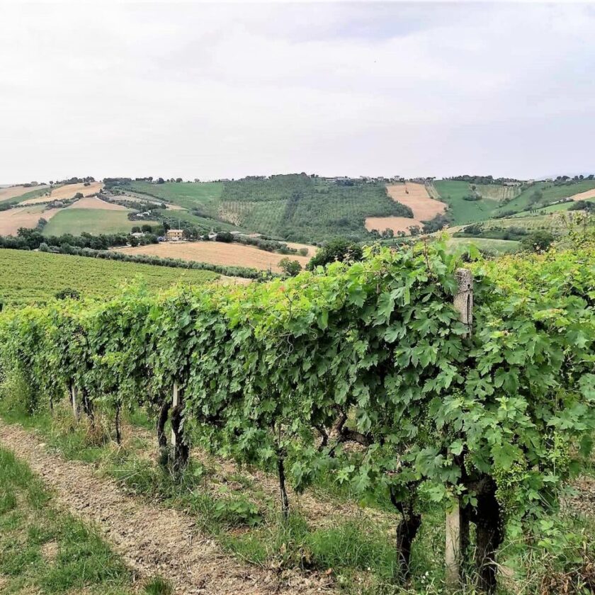 Verdicchio facoltativo in etichetta cosi le Marche tutelano Jesi e Matelica modifiche disciplinare imt istituto marchigiano tutela vini