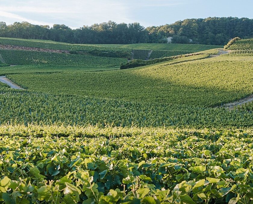 Comite Champagne verso aumento riserva vendemmiale 2023