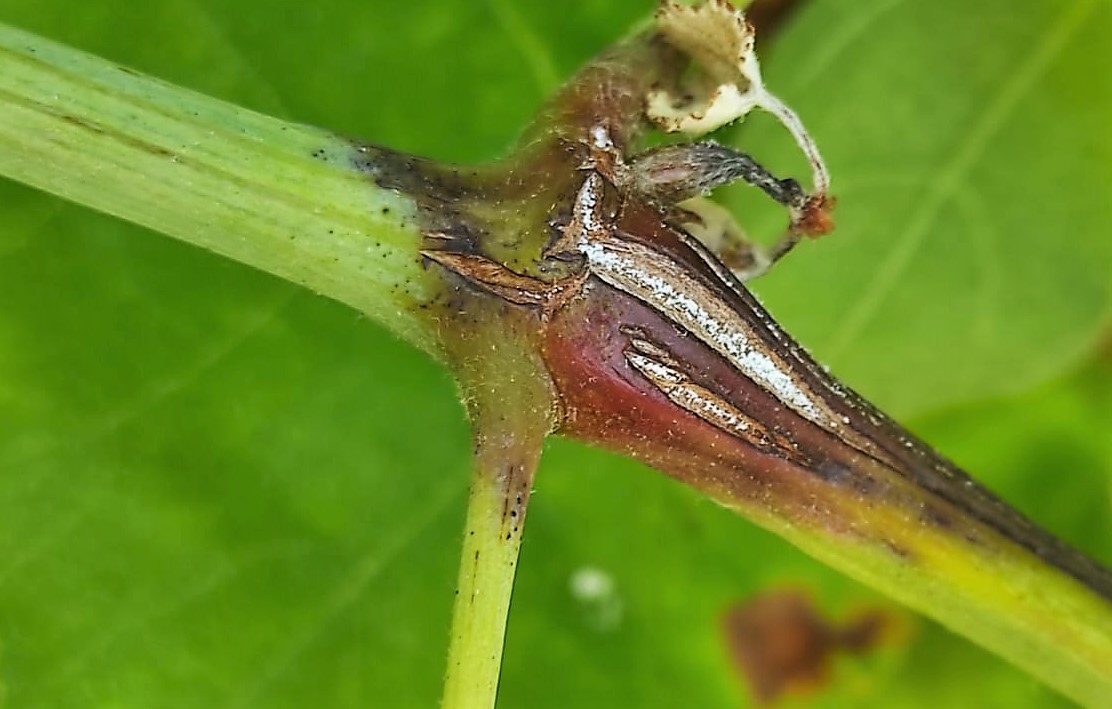 Danni peronospora sottostimati «Vigneti zuppi d'acqua C'è chi produrrà lo stesso»