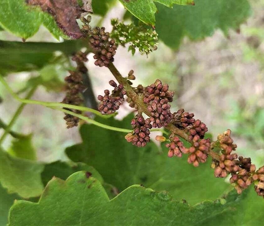Peronospora della vite emergenza nazionale Italia situazione regione per regione